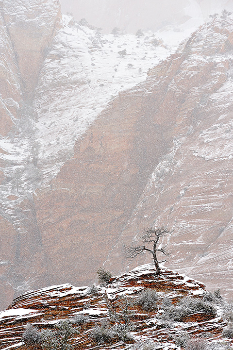 Lone Tree in Snow, Zion, UT