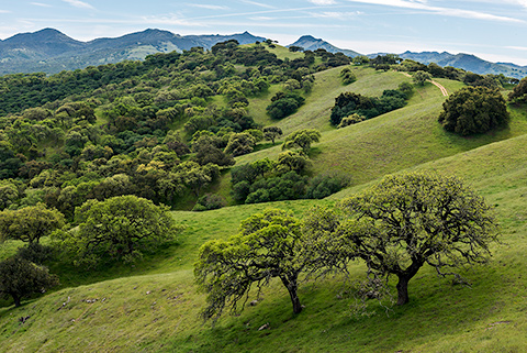 Oak Woodlands, Pacheco State Park, CA