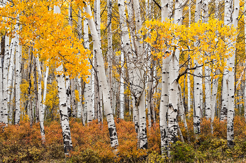Aspen Grove, Last Dollar Road, CO
