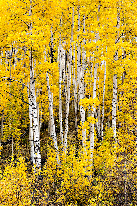 Fall Colors, Last Dollar Road, CO