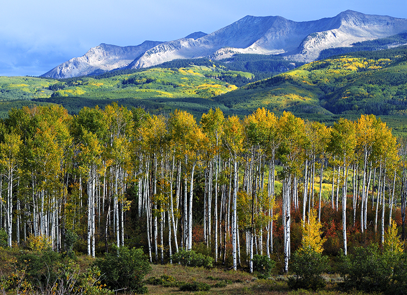 Kebler Pass, HWY 12, CO