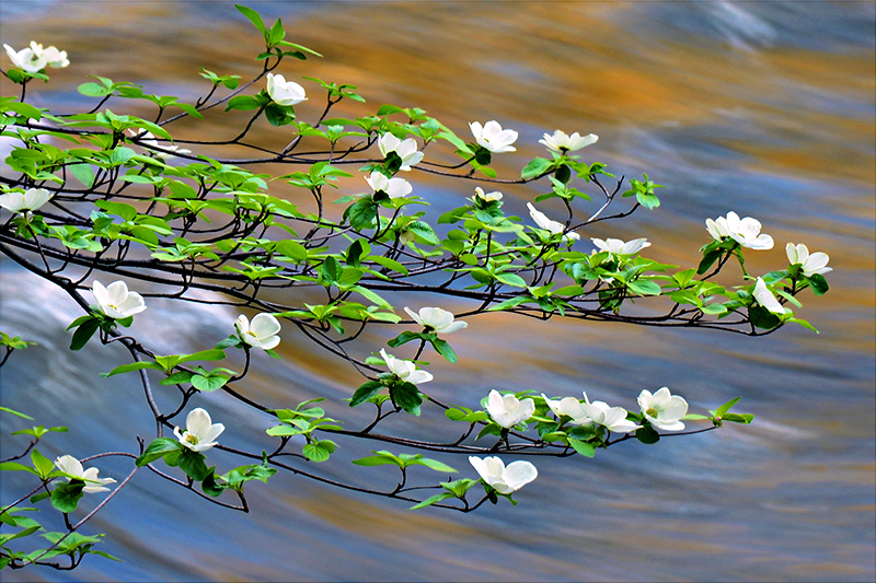 Dogwoods over Merced River, Yosemite, CA