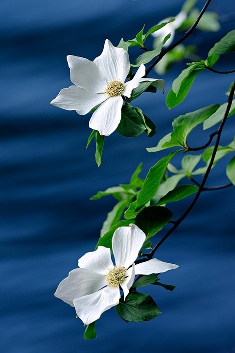 Dogwoods , Yosemite, CA