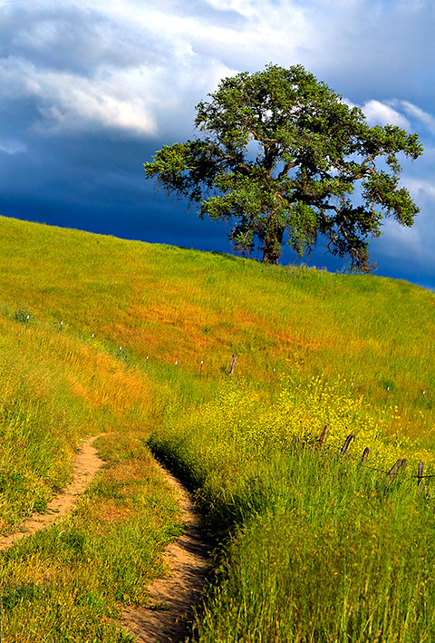 Oak Tree, Joseph Grant Ranch, CA