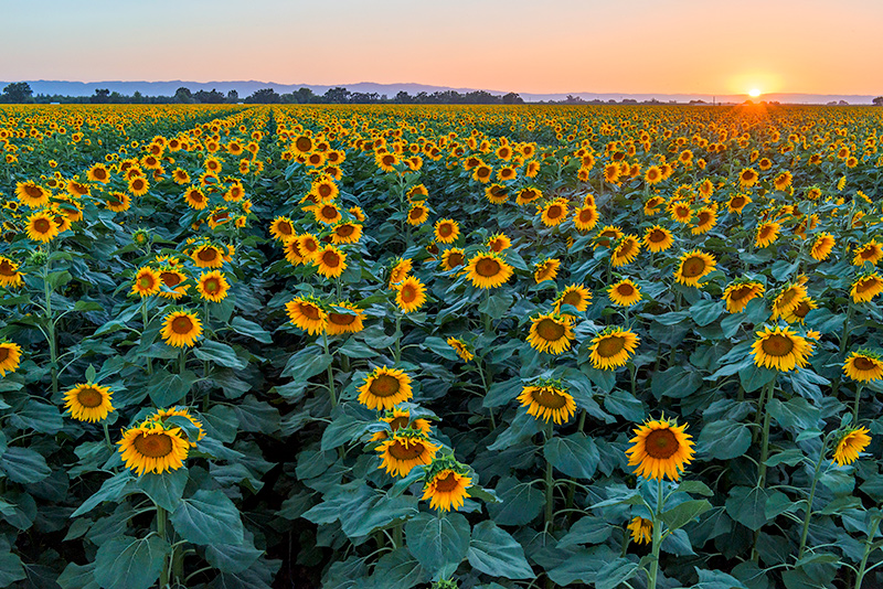 Sunflowers, Yolo County, CA