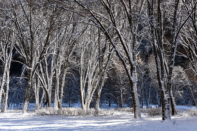 Black Oaks in Winter, Yosemite, CA