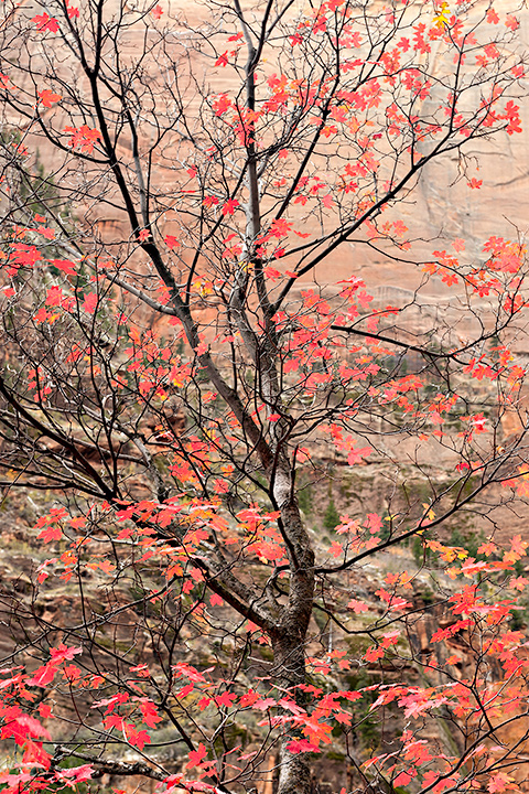 Maple Dance, Zion, UT