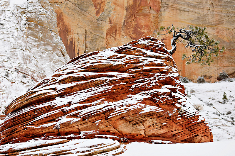 Lone Pine Tree, Zion, UT