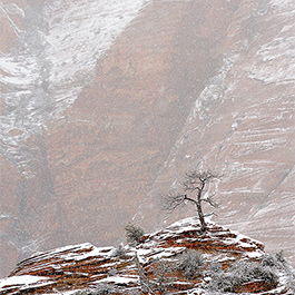 Lone Tree in Snow, Zion, UT