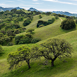 Oak Woodlands, Pacheco State Park, CA