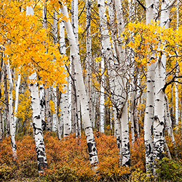 Aspen Grove, Last Dollar Road, CO