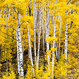 Fall Colors, Last Dollar Road, CO