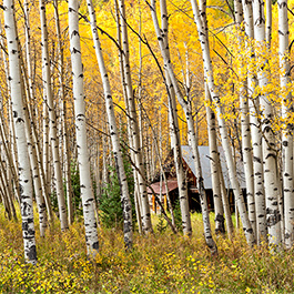 Lost Home, Crystal Ghost Town, CO