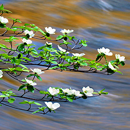 Dogwoods over Merced River, Yosemite, CA