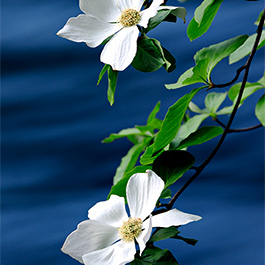 Dogwoods , Yosemite, CA