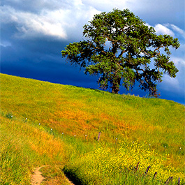 Oak Tree, Joseph Grant Ranch, CA
