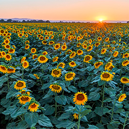Sunflowers, Yolo County, CA