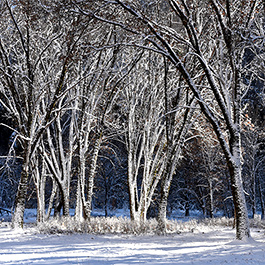 Black Oaks in Winter, Yosemite, CA