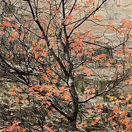 Trees and Valleys