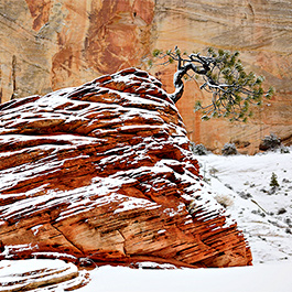 Lone Pine Tree, Zion, UT